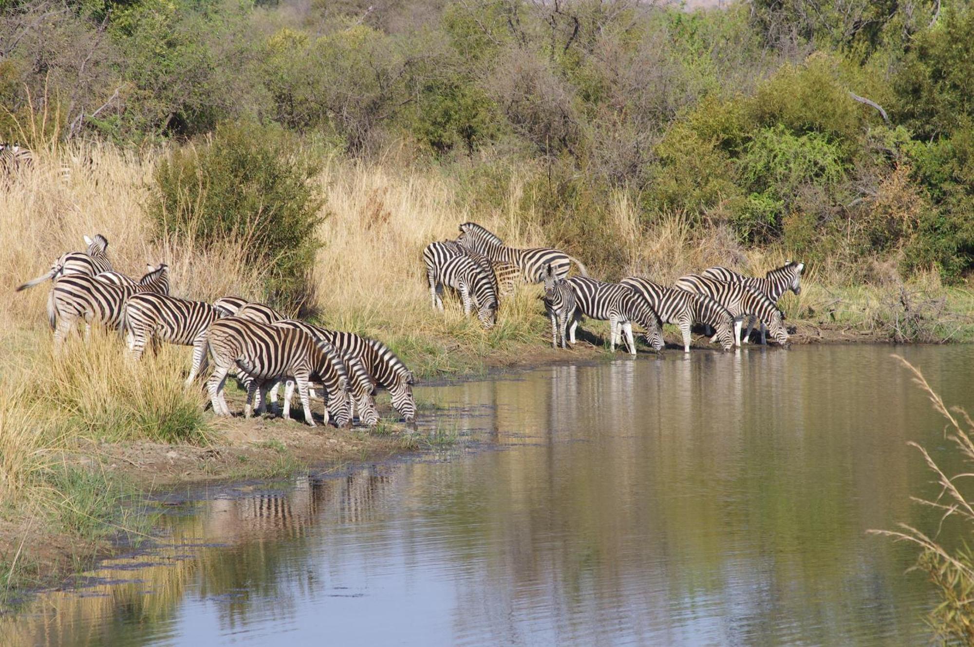Pangolin Game Lodge - Self Catering, Incl 2 Game Drives Per Day Matlhagame المظهر الخارجي الصورة