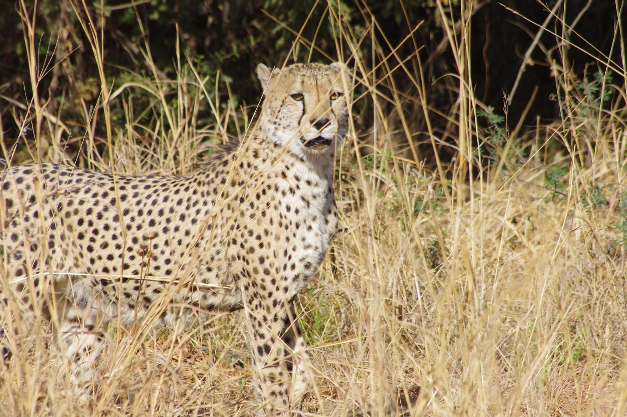 Pangolin Game Lodge - Self Catering, Incl 2 Game Drives Per Day Matlhagame المظهر الخارجي الصورة