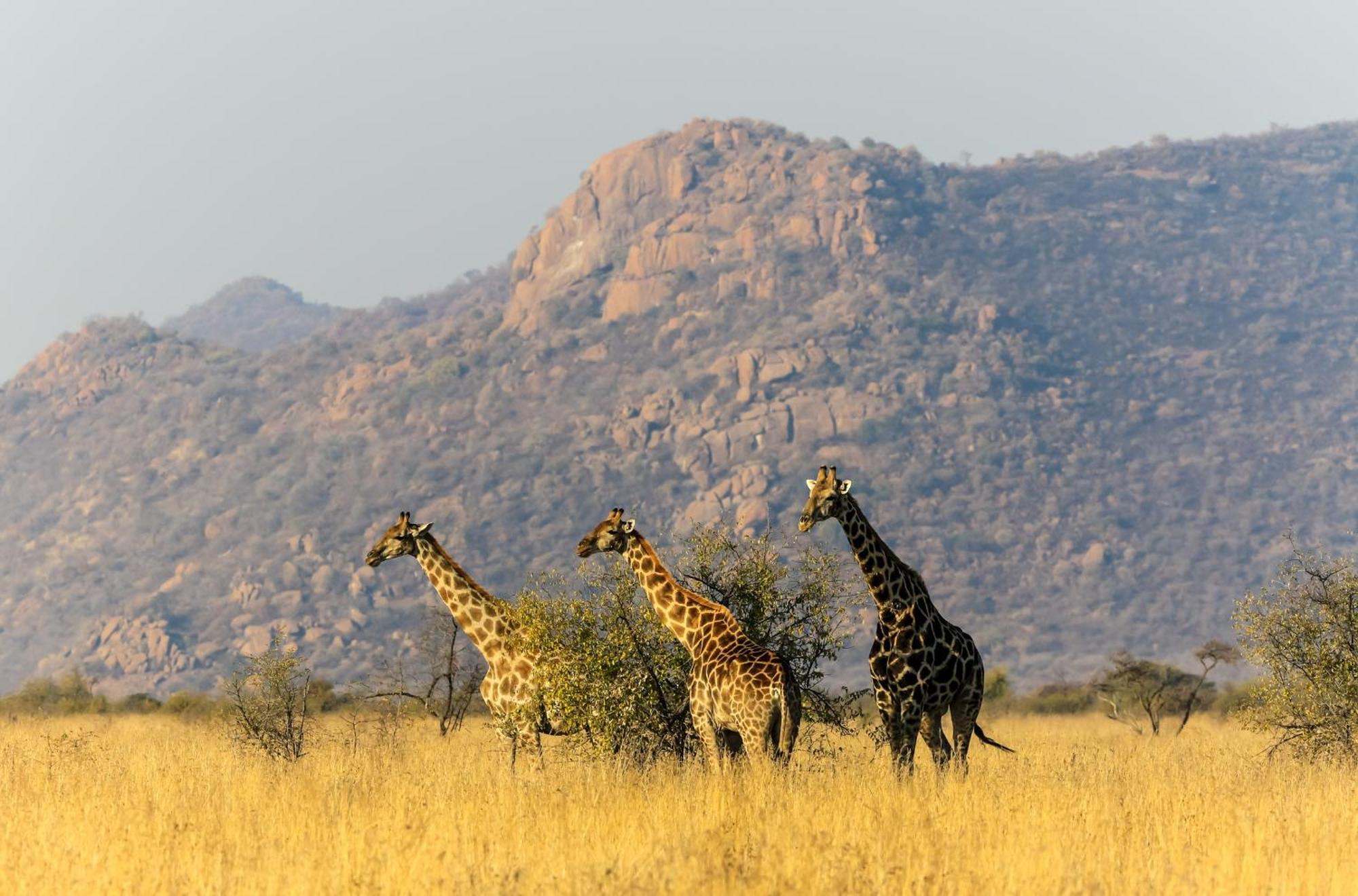Pangolin Game Lodge - Self Catering, Incl 2 Game Drives Per Day Matlhagame المظهر الخارجي الصورة