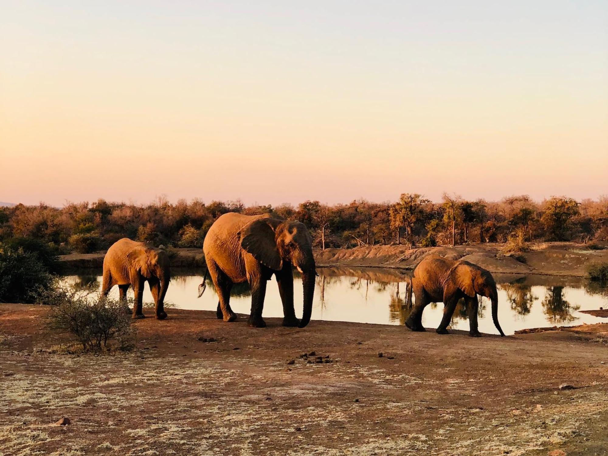 Pangolin Game Lodge - Self Catering, Incl 2 Game Drives Per Day Matlhagame المظهر الخارجي الصورة