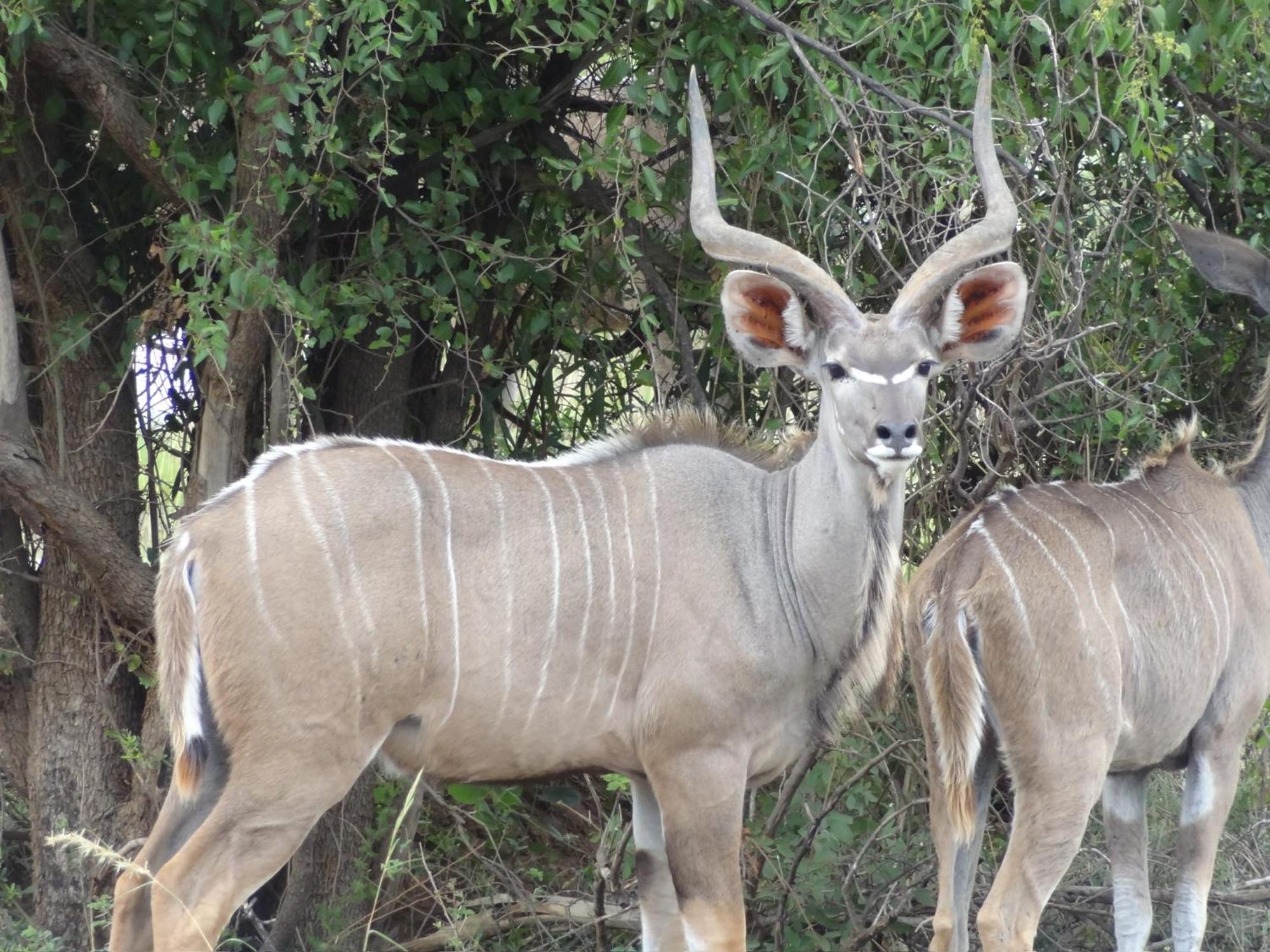 Pangolin Game Lodge - Self Catering, Incl 2 Game Drives Per Day Matlhagame المظهر الخارجي الصورة