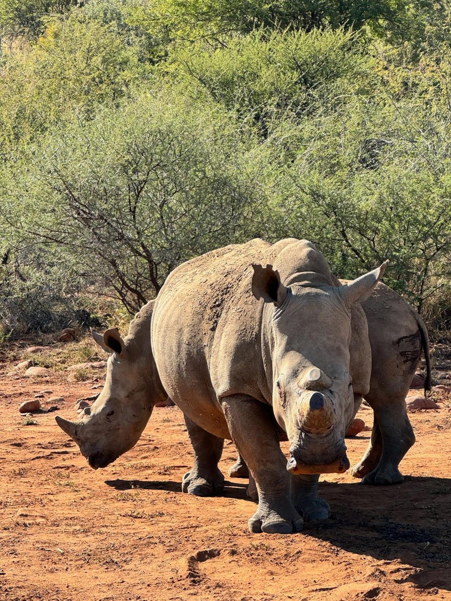 Pangolin Game Lodge - Self Catering, Incl 2 Game Drives Per Day Matlhagame المظهر الخارجي الصورة