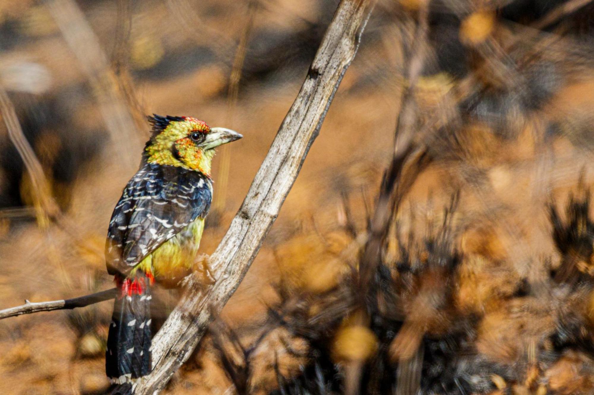 Pangolin Game Lodge - Self Catering, Incl 2 Game Drives Per Day Matlhagame المظهر الخارجي الصورة